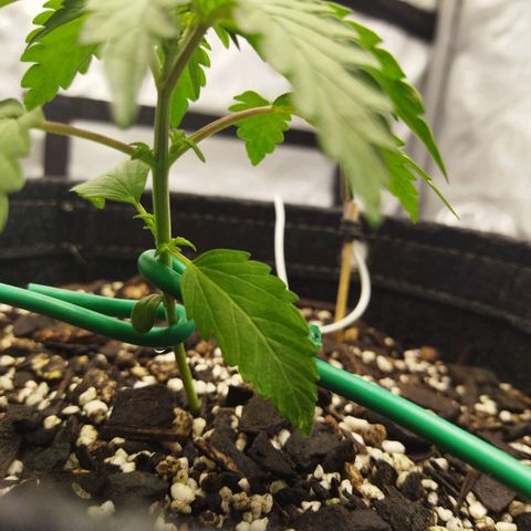 Auto Gelato #33 growlog timeline photo