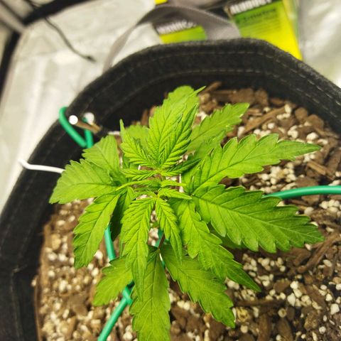 Auto Gelato #33 growlog timeline photo