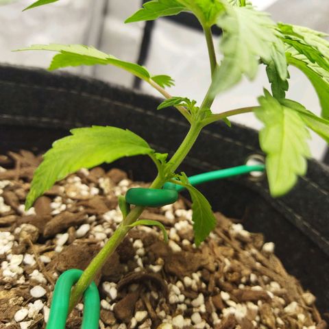 Auto Gelato #33 growlog timeline photo