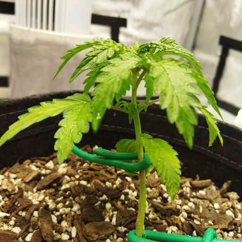 Auto Gelato #33 growlog timeline photo