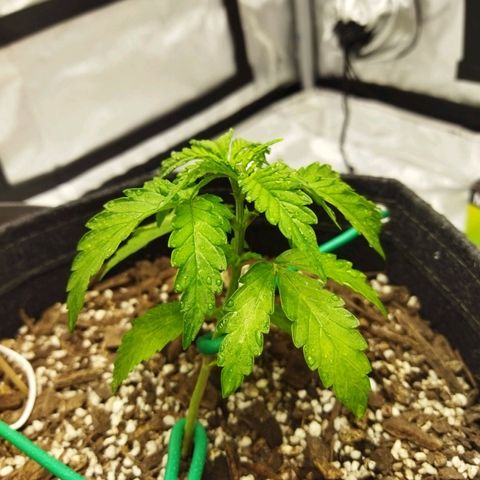 Auto Gelato #33 growlog timeline photo