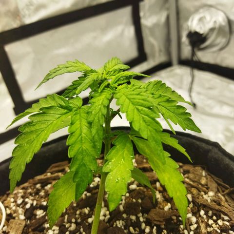 Auto Gelato #33 growlog timeline photo
