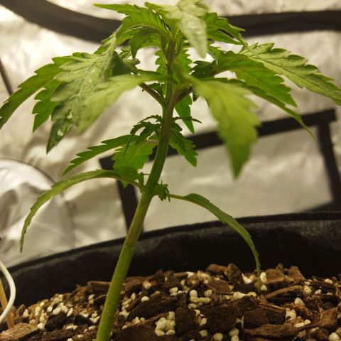 Auto Gelato #33 growlog timeline photo
