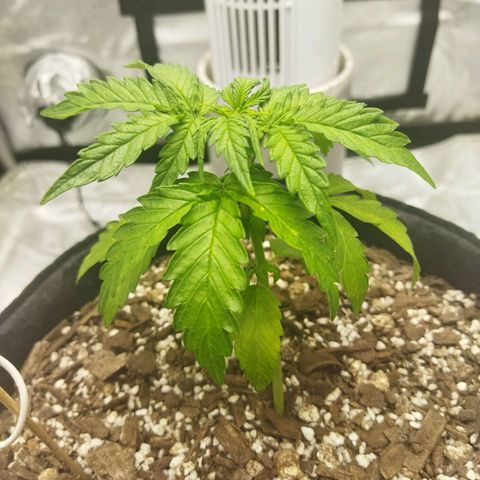 Auto Gelato #33 growlog timeline photo