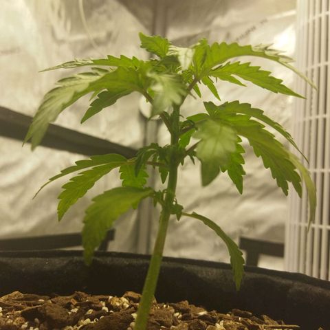 Auto Gelato #33 growlog timeline photo