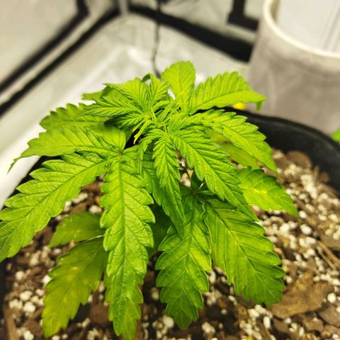 Auto Gelato #33 growlog timeline photo