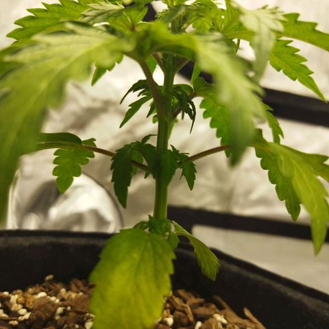Auto Gelato #33 growlog timeline photo