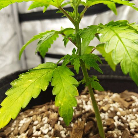 Auto Gelato #33 growlog timeline photo