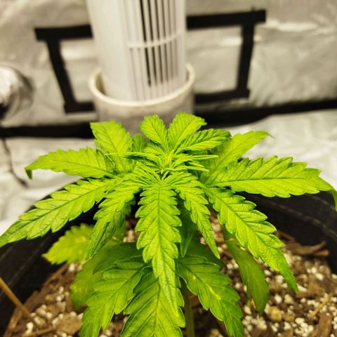 Auto Gelato #33 growlog timeline photo