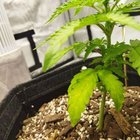 Auto Gelato #33 growlog timeline photo