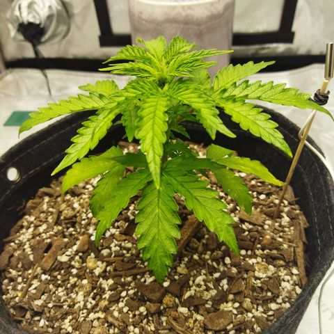 Auto Gelato #33 growlog timeline photo