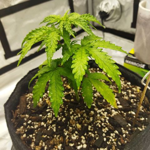Auto Gelato #33 growlog timeline photo