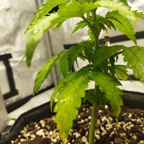 Auto Gelato #33 growlog timeline photo