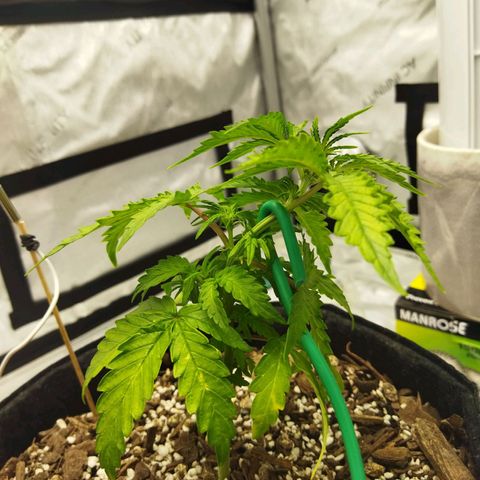 Auto Gelato #33 growlog timeline photo