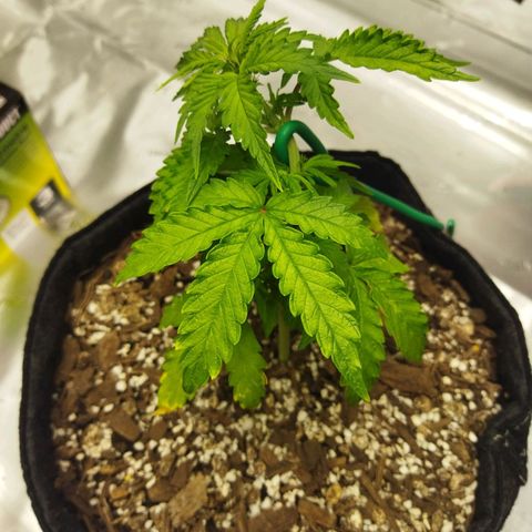 Auto Gelato #33 growlog timeline photo