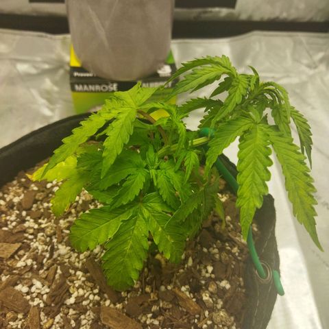 Auto Gelato #33 growlog timeline photo