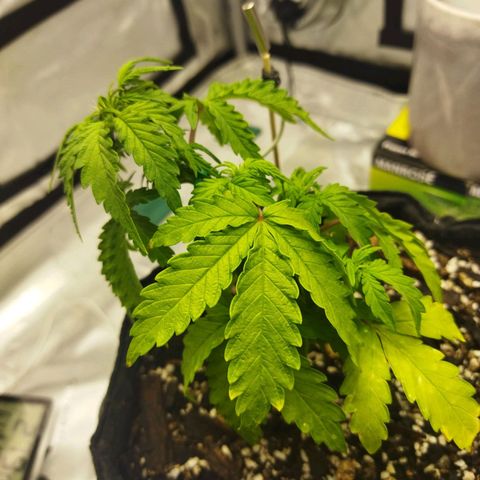 Auto Gelato #33 growlog timeline photo