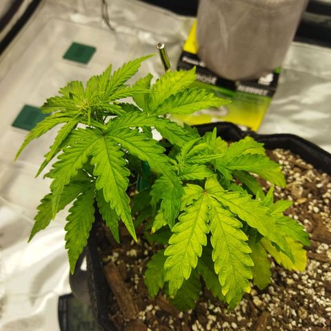 Auto Gelato #33 growlog timeline photo