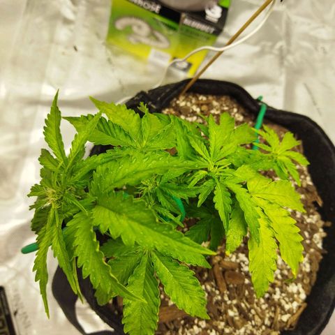 Auto Gelato #33 growlog timeline photo