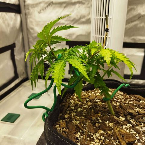 Auto Gelato #33 growlog timeline photo