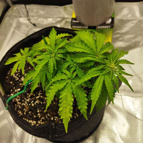Auto Gelato #33 growlog timeline photo
