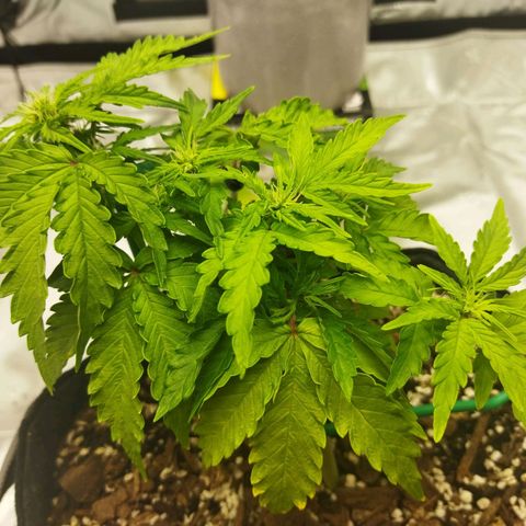 Auto Gelato #33 growlog timeline photo