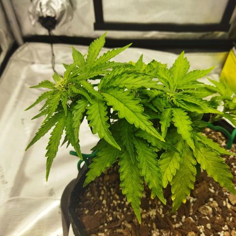Auto Gelato #33 growlog timeline photo