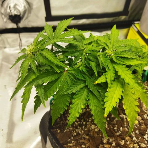 Auto Gelato #33 growlog timeline photo