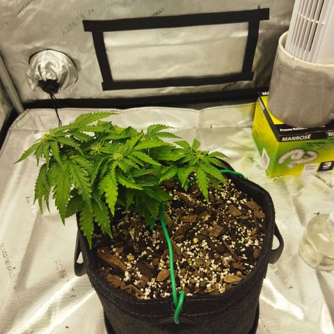Auto Gelato #33 growlog timeline photo