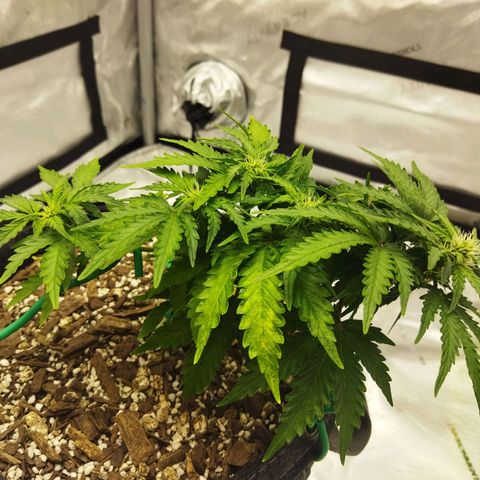 Auto Gelato #33 growlog timeline photo