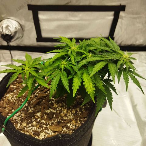 Auto Gelato #33 growlog timeline photo