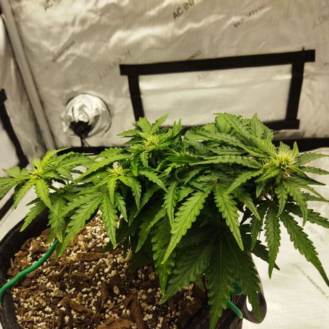 Auto Gelato #33 growlog timeline photo