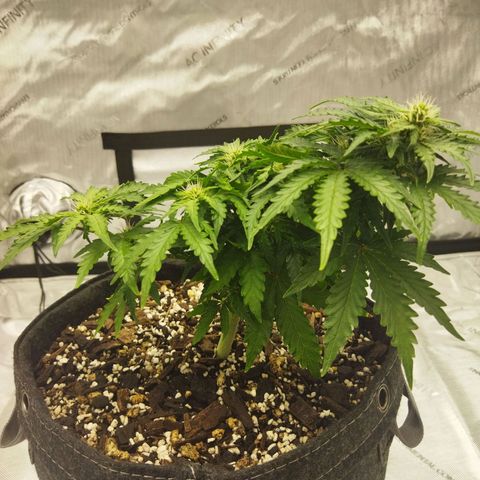 Auto Gelato #33 growlog timeline photo