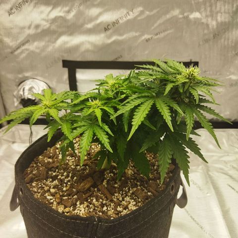 Auto Gelato #33 growlog timeline photo
