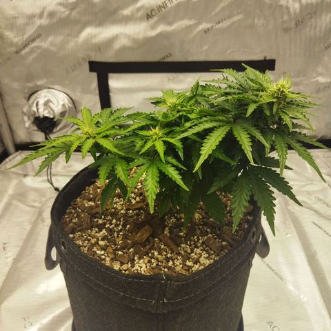 Auto Gelato #33 growlog timeline photo