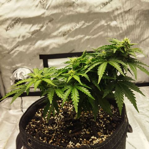 Auto Gelato #33 growlog timeline photo
