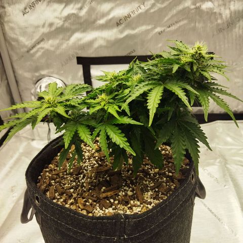Auto Gelato #33 growlog timeline photo