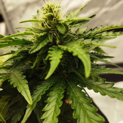 Auto Gelato #33 growlog timeline photo