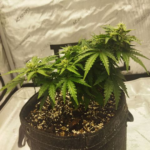 Auto Gelato #33 growlog timeline photo