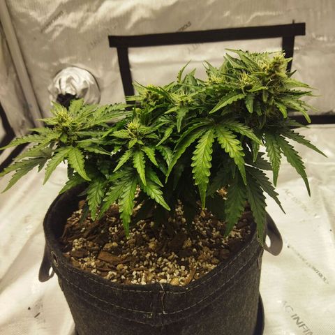 Auto Gelato #33 growlog timeline photo
