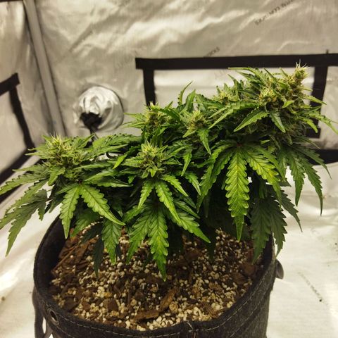 Auto Gelato #33 growlog timeline photo