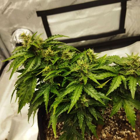 Auto Gelato #33 growlog timeline photo