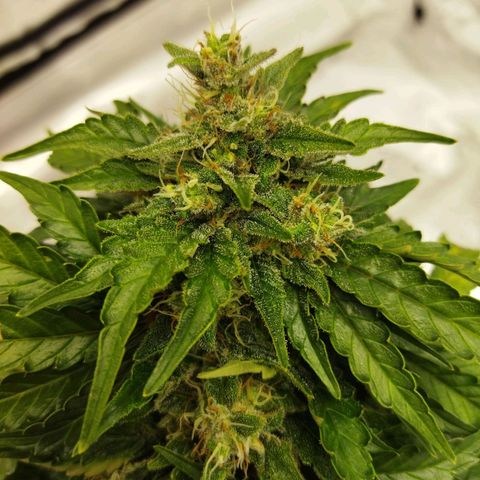 Auto Gelato #33 growlog timeline photo
