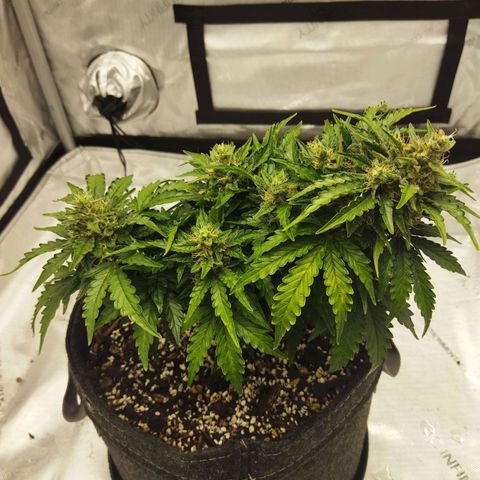 Auto Gelato #33 growlog timeline photo