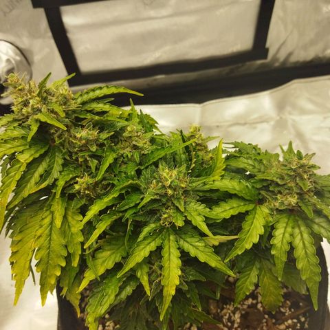 Auto Gelato #33 growlog timeline photo