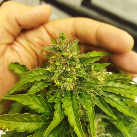 Auto Gelato #33 growlog timeline photo