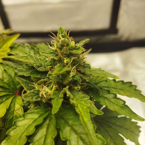 Auto Gelato #33 growlog timeline photo