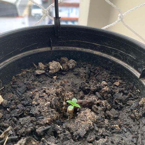 Gabié growlog timeline photo
