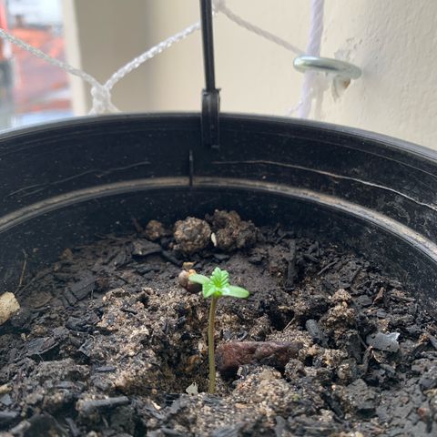 Gabié growlog timeline photo