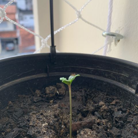Gabié growlog timeline photo